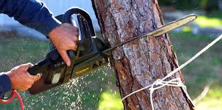 How Our Tree Care Process Works  in  Sandia Heights, NM