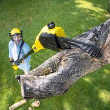 Grass Overseeding in Sandia Heights, NM