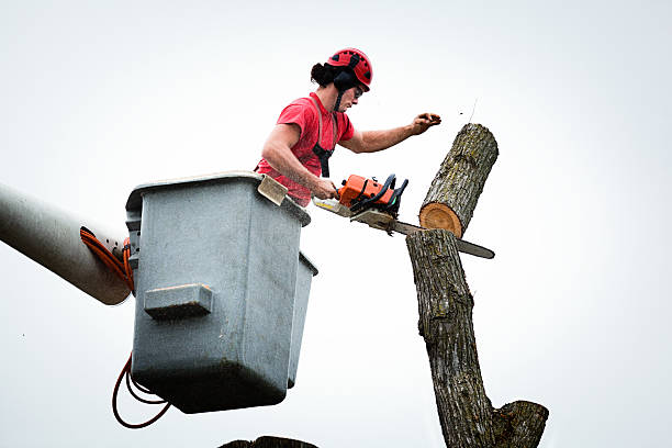 Tree and Shrub Care in Sandia Heights, NM