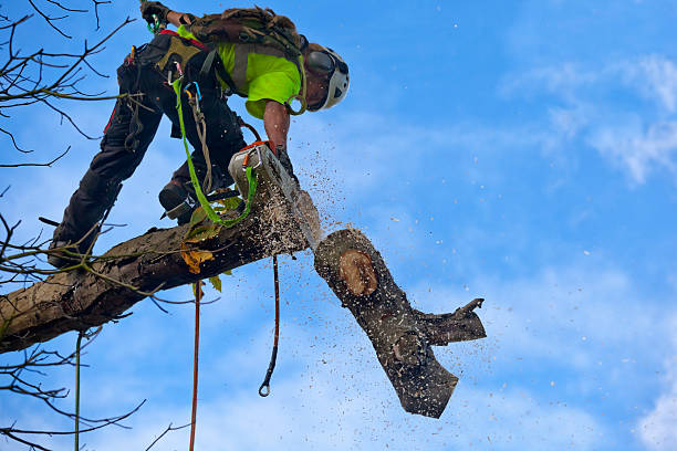 Sandia Heights, NM Tree Care Company