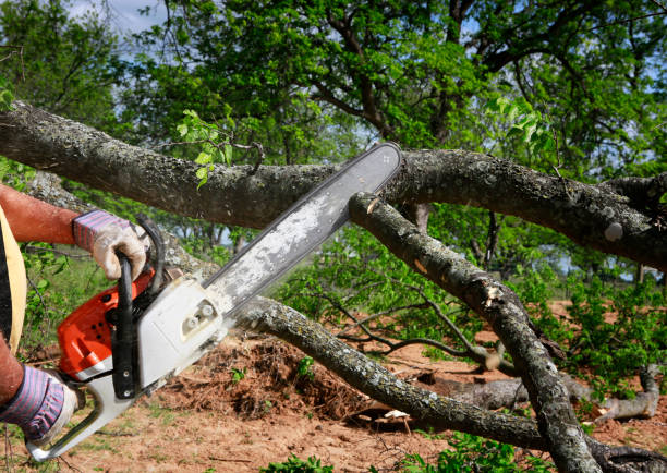 Best Arborist Consultation Services  in Sandia Heights, NM